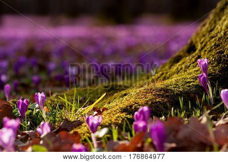 Field of wild purple crocuses with oaks trees valley at sunset. Beauty of wildgrowing spring flowers crocus blooming