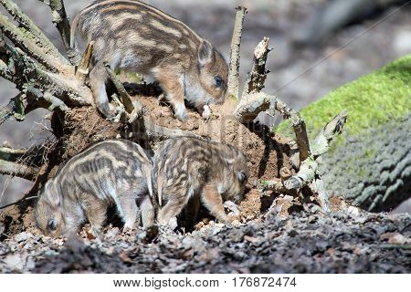 portrait of cute little boar piglets in a wildpark