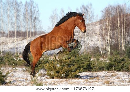 Wild horse jumping playfully in winter at the field