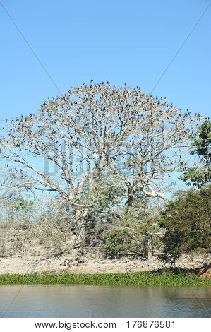 Bird Island On The Lake Of Suchitlan Near Suchitoto