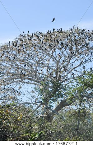 Bird Island On The Lake Of Suchitlan Near Suchitoto
