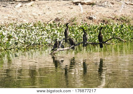 Bird Island On The Lake Of Suchitlan Near Suchitoto
