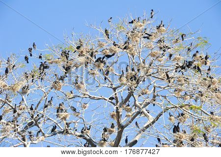 Bird Island On The Lake Of Suchitlan Near Suchitoto