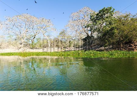 Bird Island On The Lake Of Suchitlan Near Suchitoto