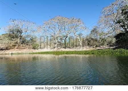 Bird Island On The Lake Of Suchitlan Near Suchitoto