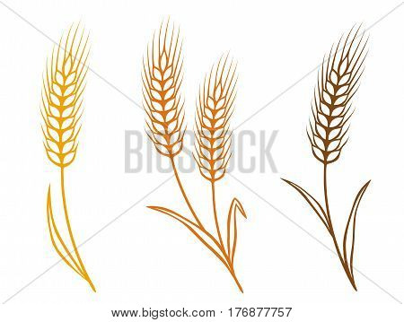 colorful isolated wheat ears icons with grain