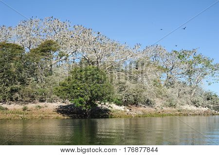 Bird Island On The Lake Of Suchitlan Near Suchitoto