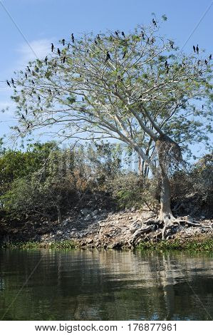 Bird Island On The Lake Of Suchitlan Near Suchitoto