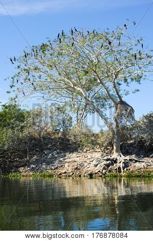 Bird Island On The Lake Of Suchitlan Near Suchitoto