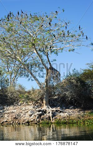 Bird Island On The Lake Of Suchitlan Near Suchitoto
