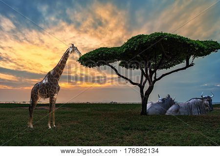 African savannah grasslands at sunset,illustration of Giraffe in a beautiful nature