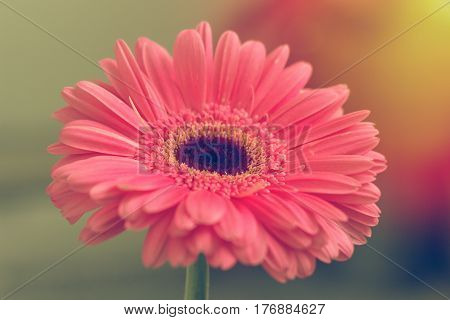 Pink gerbera petals in the sunlight in summer