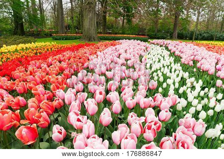Colorful growing pink, red and white tulips flowerbed in spring formal garden