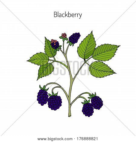 Blackberry, Rubus armeniacus. Hand drawn botanical vector illustration