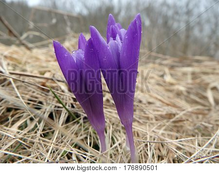 Beautiful purple spring flowers , saffron , crocus , (Crocus heuffelianus)