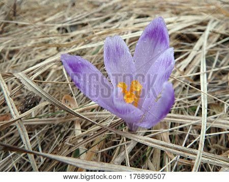 Beautiful purple spring flowers , saffron , crocus , (Crocus heuffelianus)