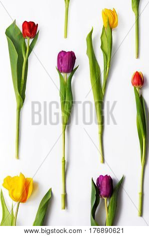 Pattern of multicoloured tulips in full length on white background.