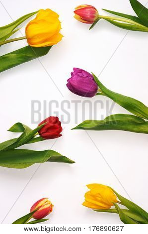 Multicoloured tulips forming an unusual pattern on white background.