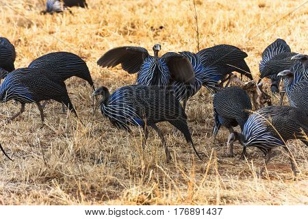 Flock of Guinea fowl. Blue birds of Tanzanya. Africa