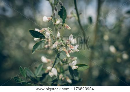 Blossoming Flower In Spring With Very Shallow Focus