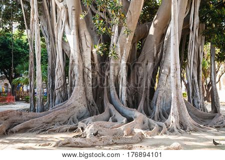 Tree Trunk In Palermo City In Giardino Garibaldi