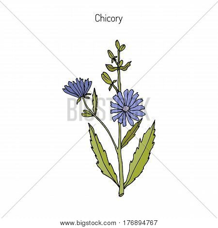 Chicory Cichorium Intybus . Hand drawn botanical vector illustration