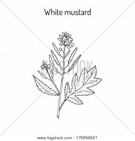 White mustard Sinapis alba . Kitchen hand-drawn herbs and spices. Botanical vector illustration