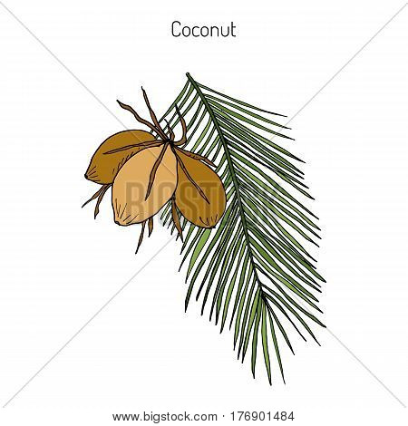 Coconut Cocos nucifera . Hand drawn botanical vector illustration