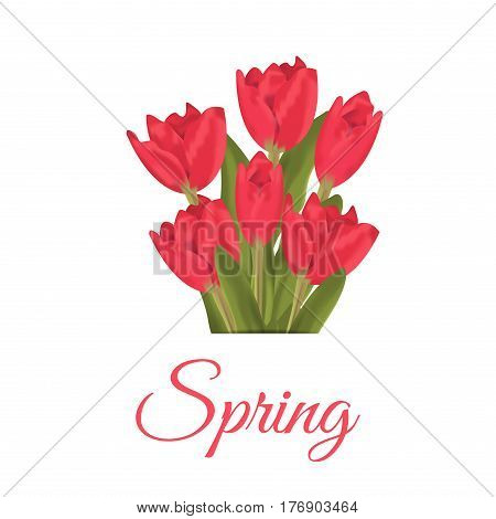 Spring text with red tulips flower bouquet. Vector illustration tulips beauty spring pink blossom. Nature floral holiday season background. Green leaf bloom plant celebration vibrant bunch flower.