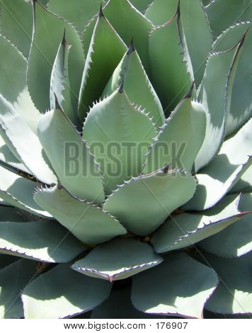 Desert Yucca kasvi