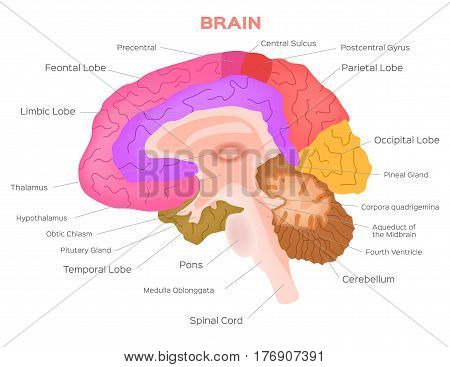 brain anatomy vector on white background . infographic