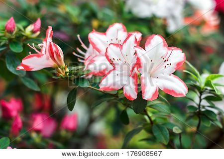Beautiful pink rhododendron tree blossoms in springtime. Azalea in greenhouse. Closeup Pink Desert Rose flower soft focus. Concept image for interior design. Urban gardening.