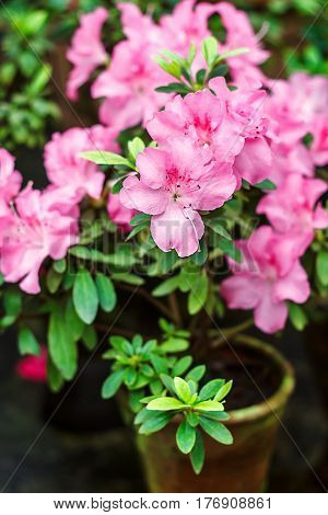 Beautiful pink rhododendron tree blossoms in springtime. Azalea in greenhouse. Closeup Pink Desert Rose flower soft focus. Concept image for interior design. Urban gardening.