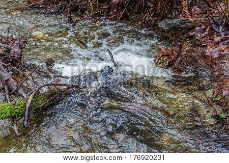 A closeup shot of a Pacific Northwest streambed with clear water and rocks.