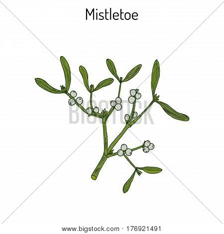 White mistletoe Viscum album or European mistletoe or common mistletoe. Hand drawn botanical vector illustration