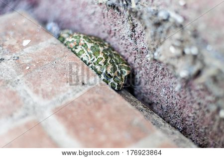 Frog hiding between a wall and the paving. Shallow depth of field.