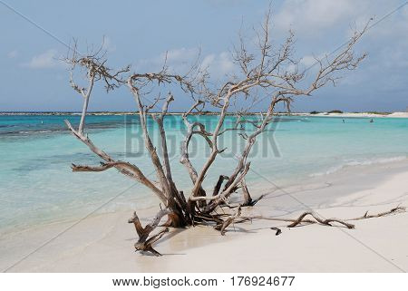Driftwood tree on the shore of Baby Beach in Aruba.