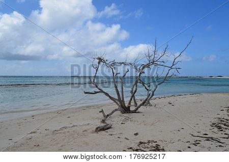 Dead driftwood tree on Baby Beach in Aruba.
