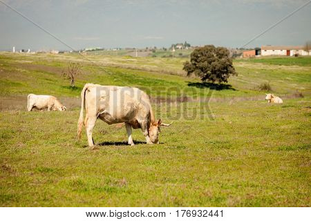 Beef cows grazing in the pastures of Extremadura in Spain