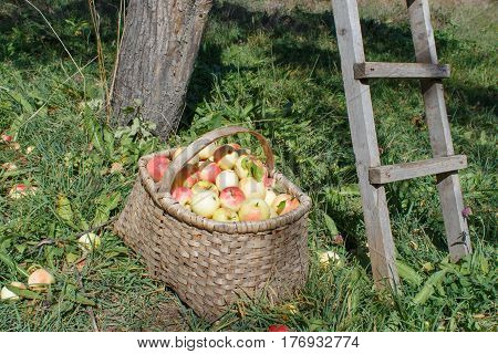 Organic apples in basket in summer grass. Apple orchard. Fresh apples in nature