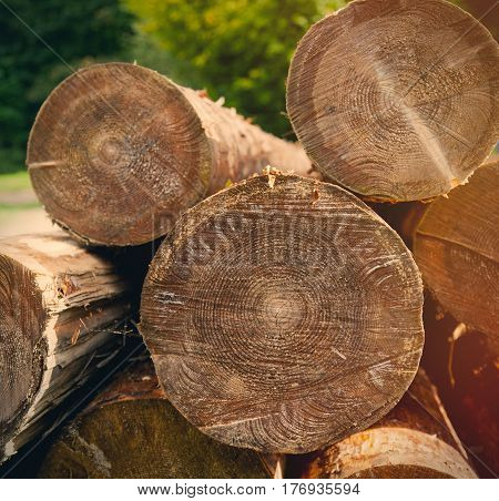 Photo Of Beautiful Bunch Of Felled And Cut Trees On The Trees Background