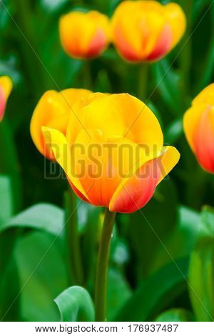 Close up yellow orange tulip in the garden