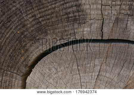 Tree bark background and texture. Wood texture of cut tree trunk. Abstract texture and background for designers. Closeup view of wood lines and circles.