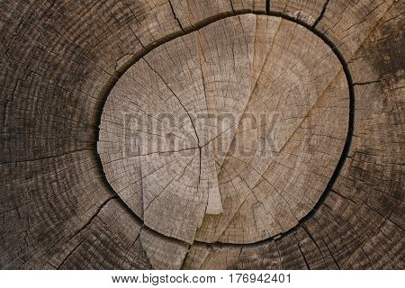 Tree bark background and texture. Wood texture of cut tree trunk. Abstract texture and background for designers. Closeup view of wood lines and circles.