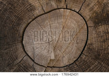 Tree bark background and texture. Wood texture of cut tree trunk. Abstract texture and background for designers. Closeup view of wood lines and circles.