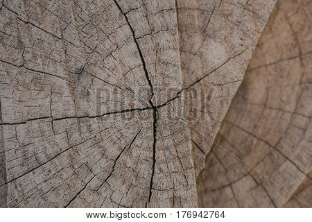 Tree bark background and texture. Wood texture of cut tree trunk. Abstract texture and background for designers. Closeup view of wood lines and circles.