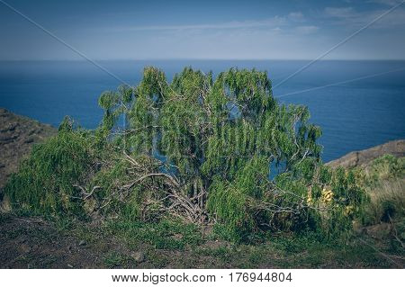 Mountains with agave and ocean on the island of Gran Canaria in Spain.