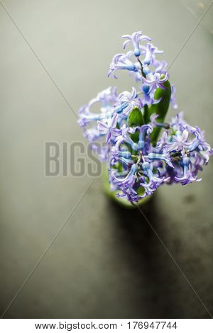 Spring Concept With Hyacinth