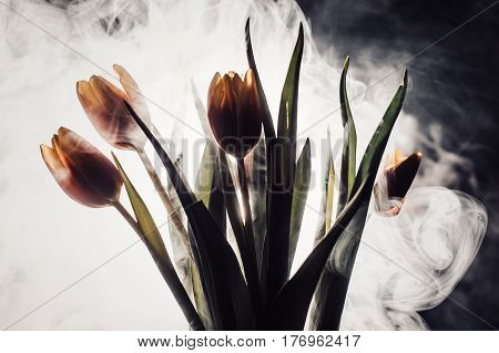 A Tulip In Smoke