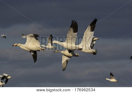 Snow geese in flight during the spring migration at Middle Creek Wildlife Management Area.